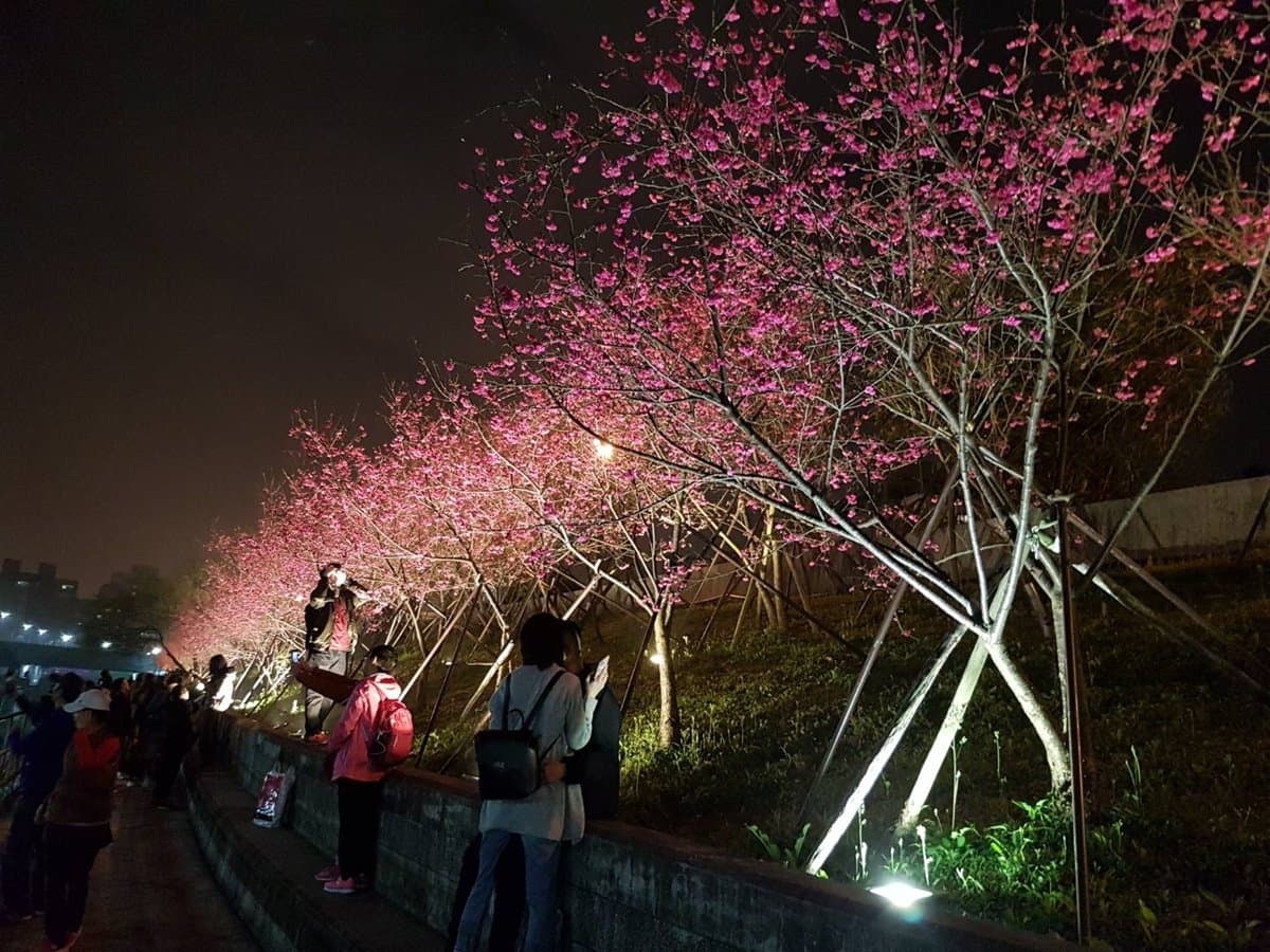 一路美到3月底!全台賞花20熱點:台版「富良野」、台灣鬱金香故鄉、金橘花海瀑布 一路美到3月底!全台賞花20熱點:台版「富良野」、台灣鬱金香故鄉、金橘花海瀑布