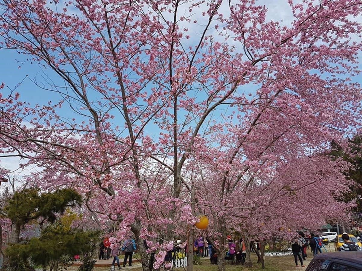 一路美到3月底!全台賞花20熱點:台版「富良野」、台灣鬱金香故鄉、金橘花海瀑布 一路美到3月底!全台賞花20熱點:台版「富良野」、台灣鬱金香故鄉、金橘花海瀑布