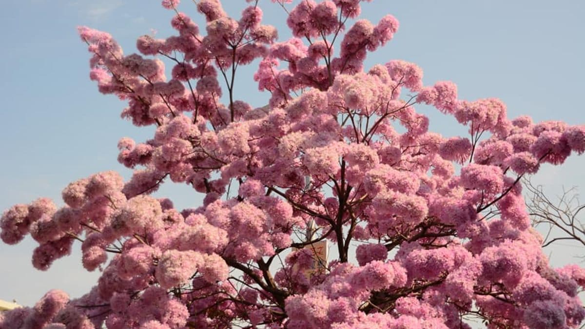 「粉紅棉花糖」風鈴木美炸!一棵打敗所有賞花勝地,成超夯打卡點