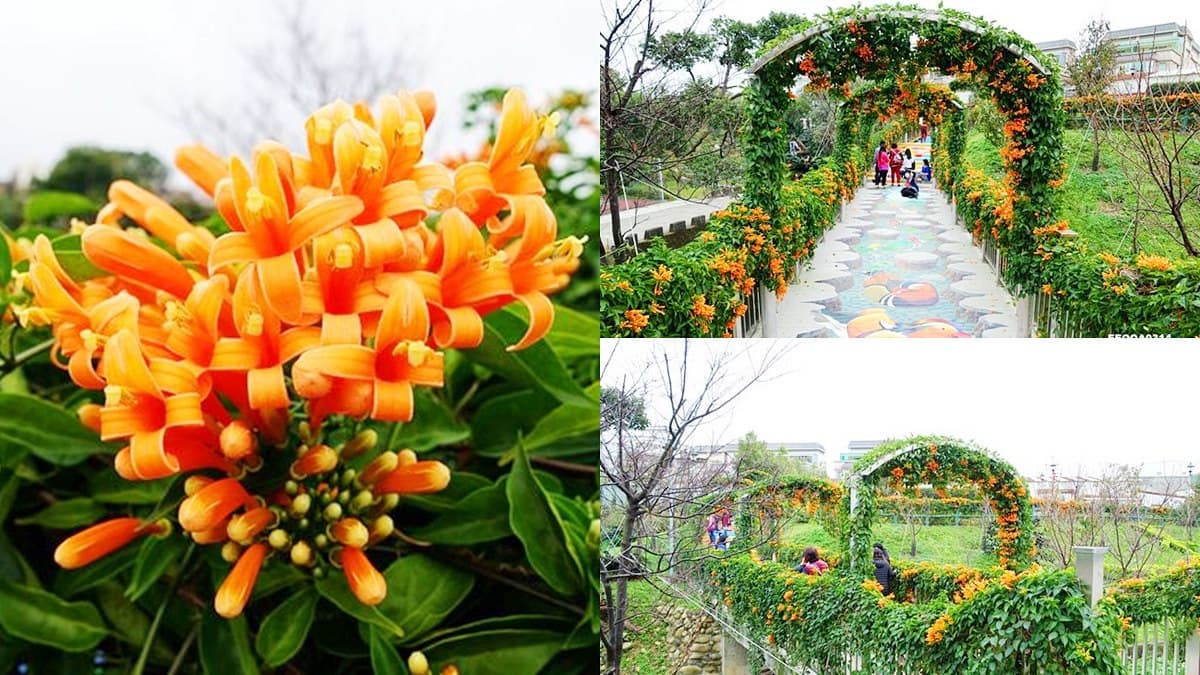 二月最美花海!8個必拍「夢幻櫻花、風鈴木、鬱金香」追花景點 二月最美花海!8個必拍「夢幻櫻花、風鈴木、鬱金香」追花景點