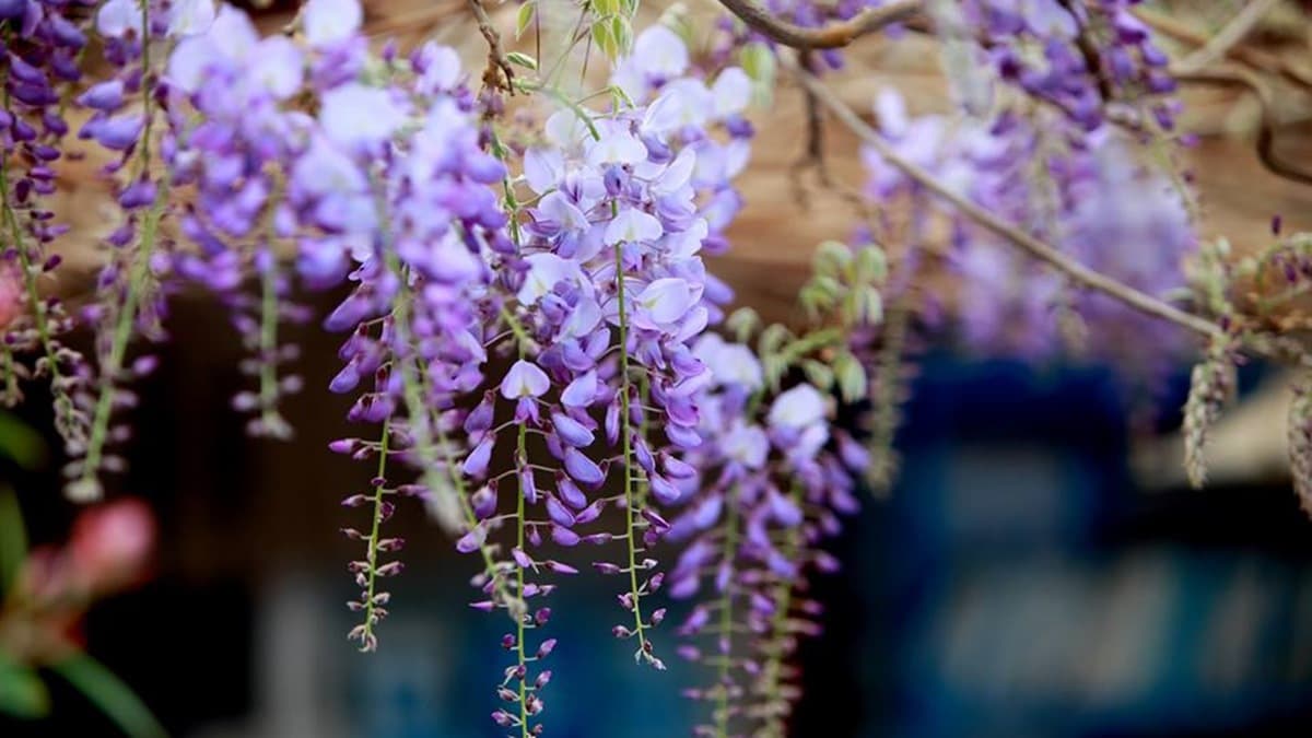 季節限定「紫藤花」開了! 嘉義166縣道近20處景點夢幻登場