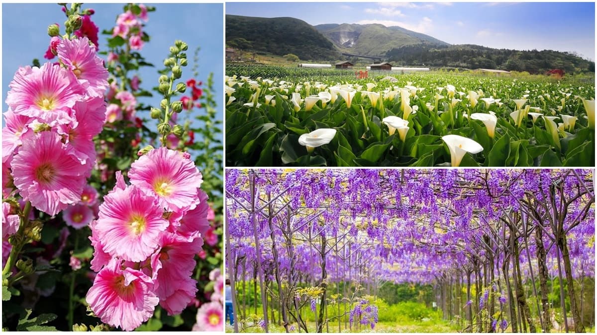 3、4月限定美景!5大花季開跑,海芋田、紫藤隧道、蜀葵花海超美拍
