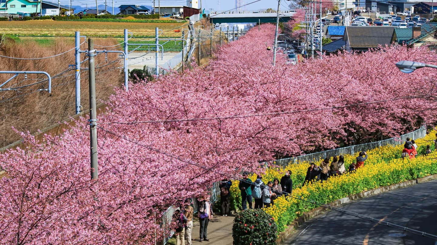 日本網紅最愛賞櫻2路線:1公里櫻花隧道、天皇下榻飯店