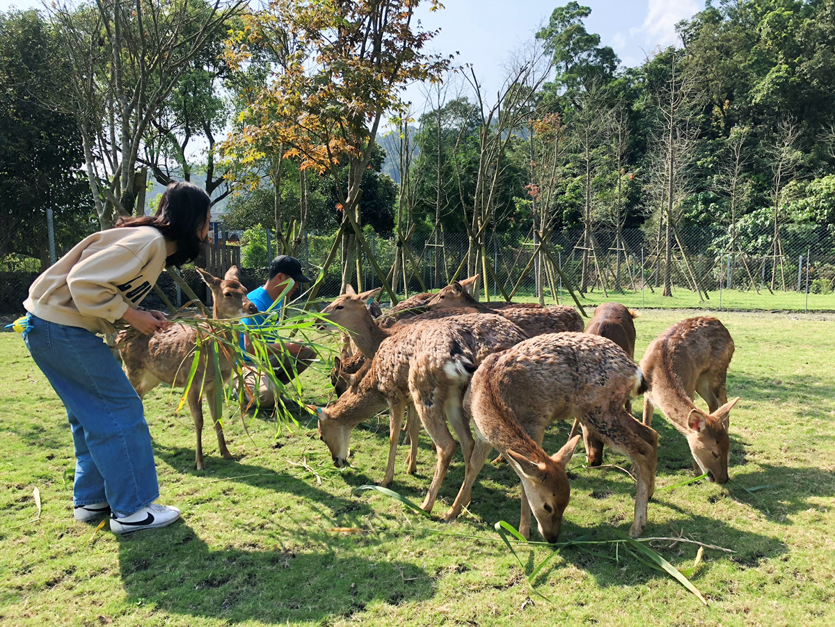 台版奈良在宜蘭!200坪、新開幕「斑比山丘」零距離餵食梅花鹿兒 台版奈良在宜蘭!200坪、新開幕「斑比山丘」零距離餵食梅花鹿兒