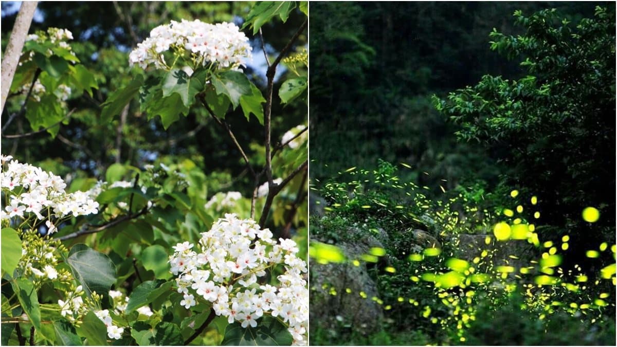 這裡的桐花開了!白天賞花、樹屋吃花餐,晚上看螢火蟲開趴