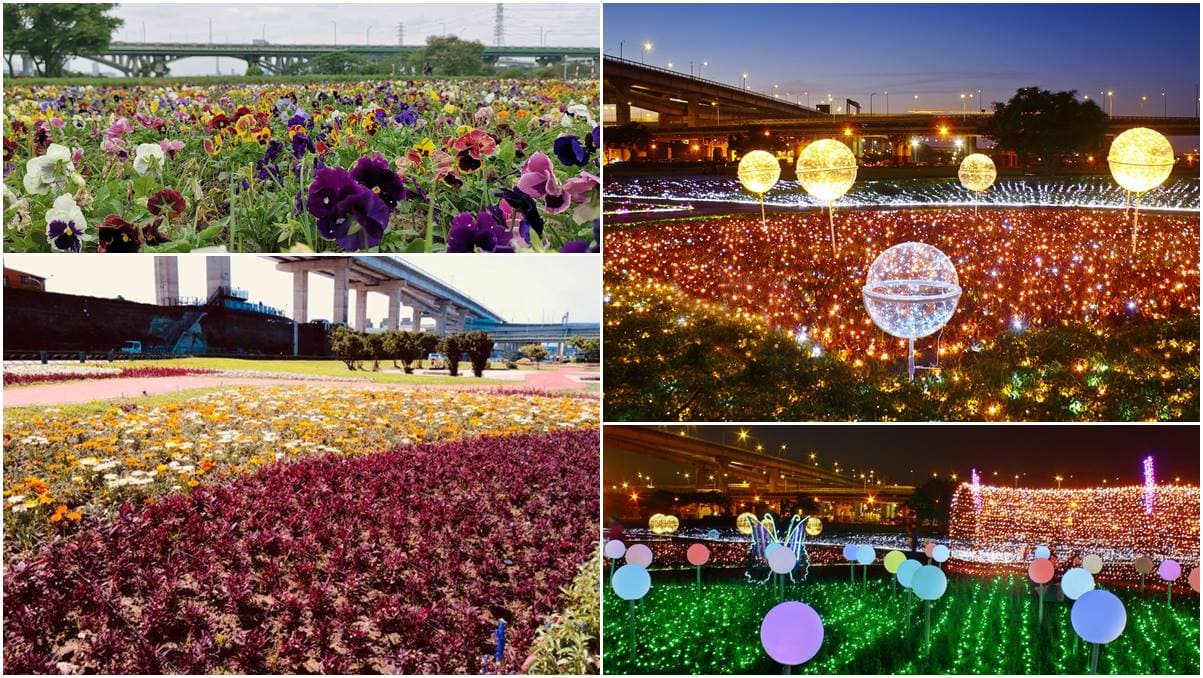 出發了!板橋蝴蝶公園,白天拍「23萬株花海」、夜賞「50萬顆光雕」