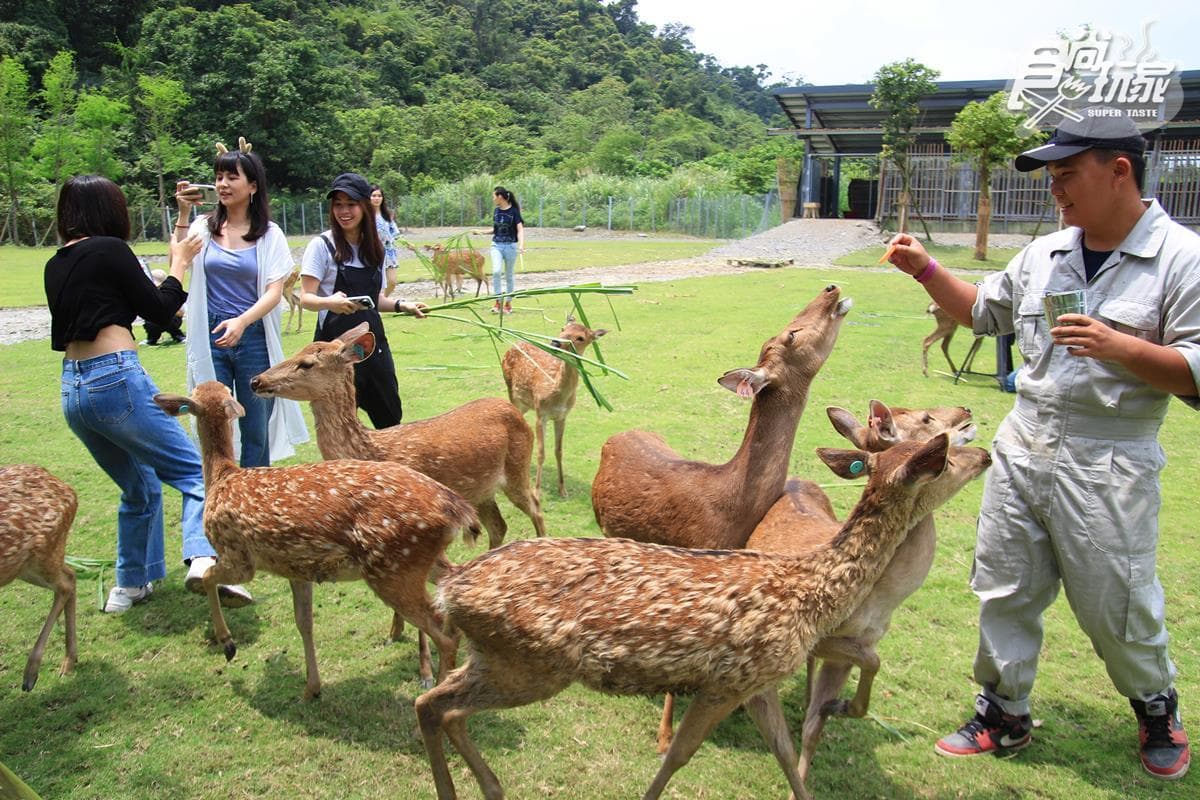 5月請準備好!台版小奈良「斑比山丘」未開幕先爆紅,25隻梅花鹿等你餵食 5月請準備好!台版小奈良「斑比山丘」未開幕先爆紅,25隻梅花鹿等你餵食