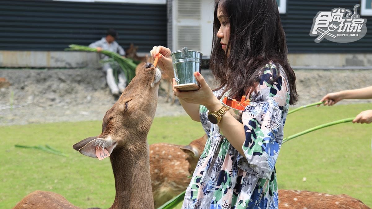 5月請準備好!台版小奈良「斑比山丘」未開幕先爆紅,25隻梅花鹿等你餵食 5月請準備好!台版小奈良「斑比山丘」未開幕先爆紅,25隻梅花鹿等你餵食