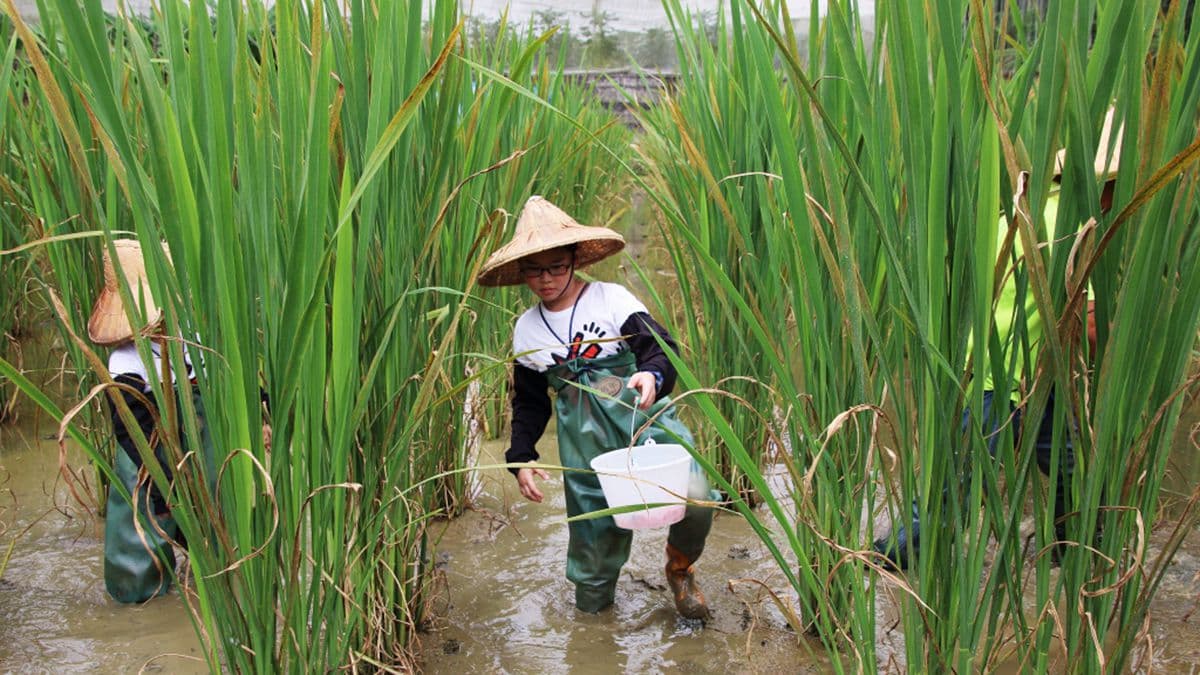 來採「美人腿」!下田玩泥巴、動手做筊白筍泡菜,還有大餐吃