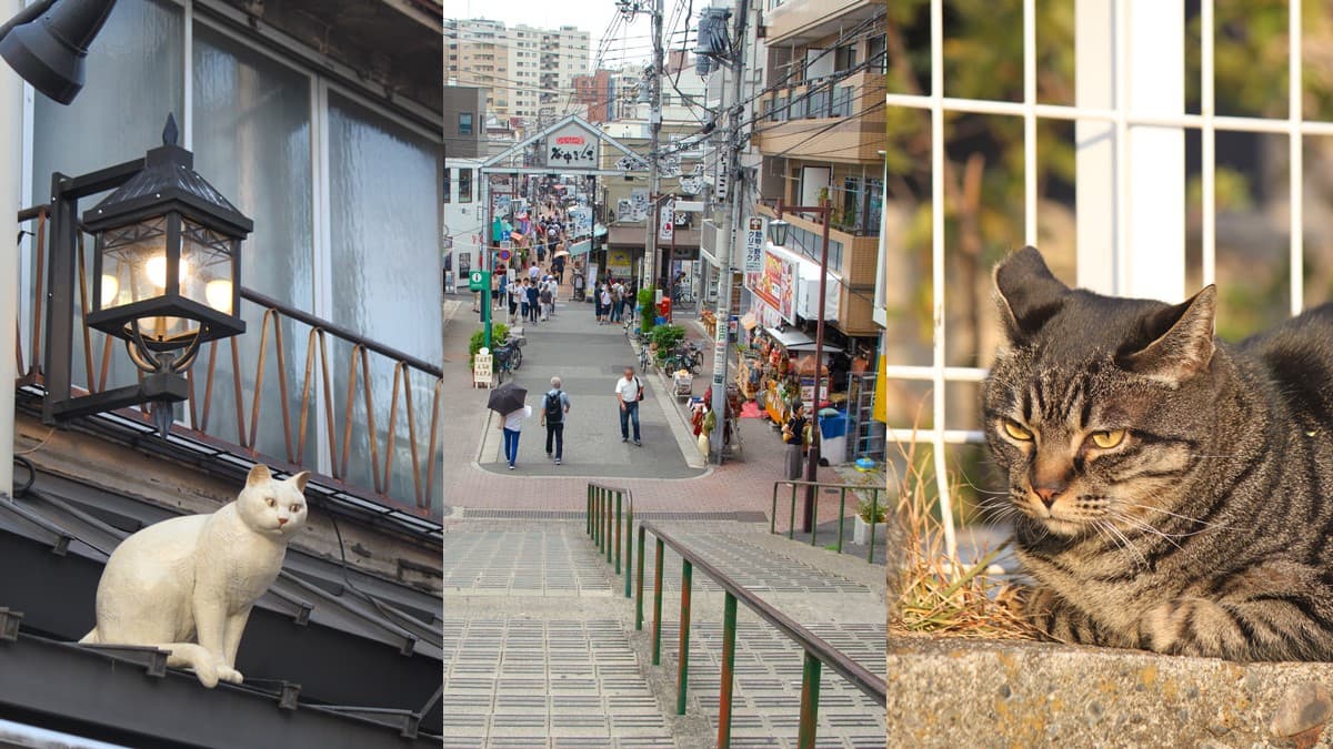 貓咪的「谷中銀座老街」+日劇景點「夕陽階梯」!東京「隱藏景點」在這