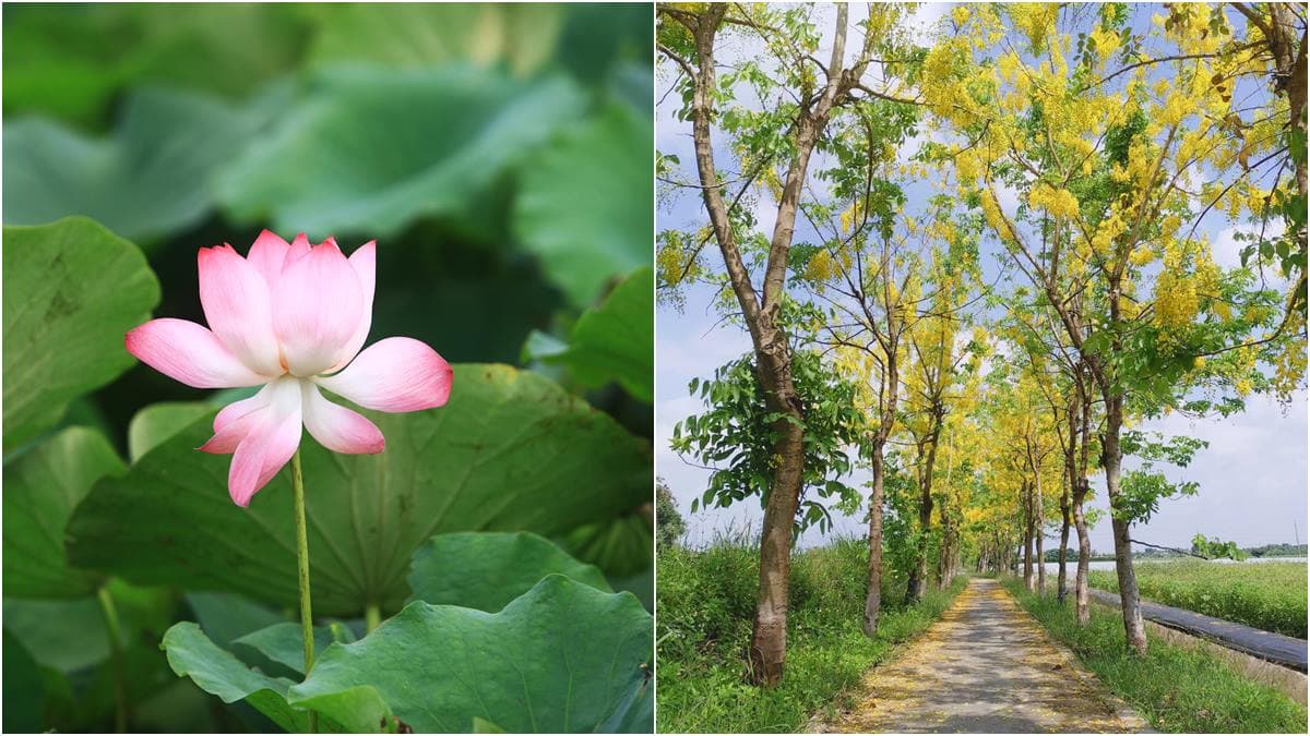 賞花新祕境!「蓮花」「阿勃勒」一次全收,就在台南「蓮鄉自行車道」