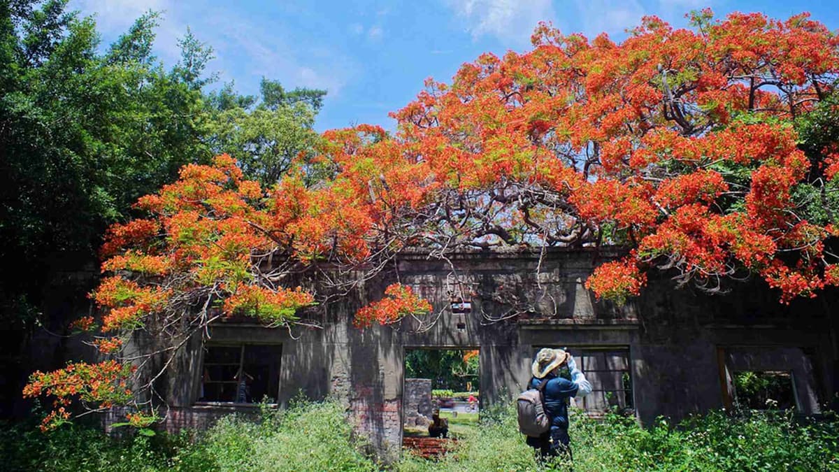 「番茄會社」成IG打卡熱點!到高雄、台南「廢墟」拍鳳凰花