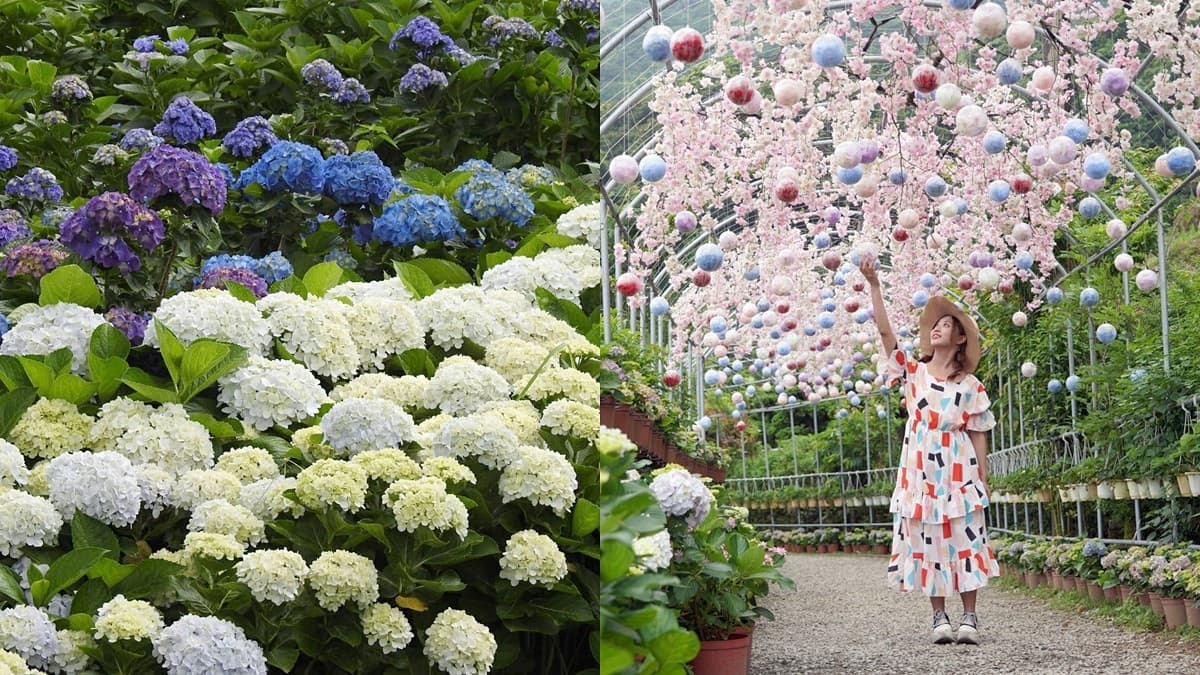 「繡球花野餐」免入園費!繡球花地景+音樂會拍好拍滿