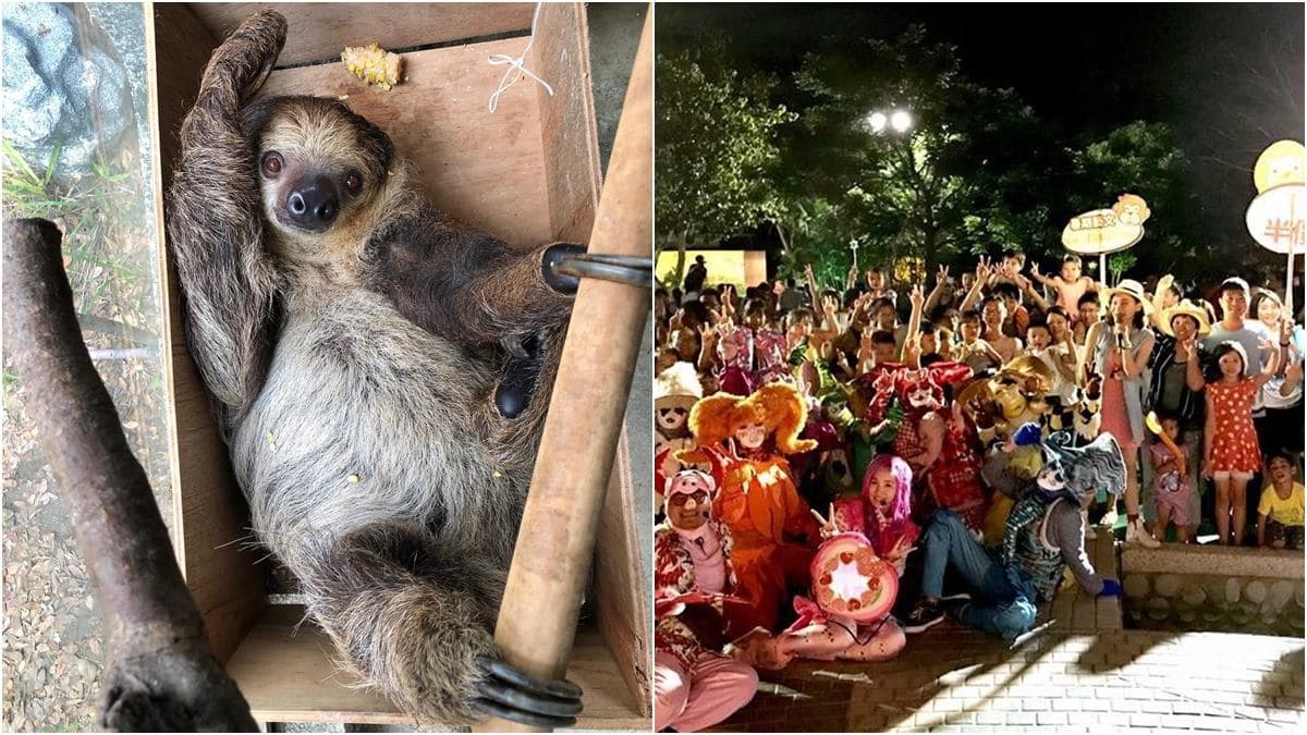 來看樹懶吃飯洗澡!動物園暑假夜間開放囉,下午入園半價