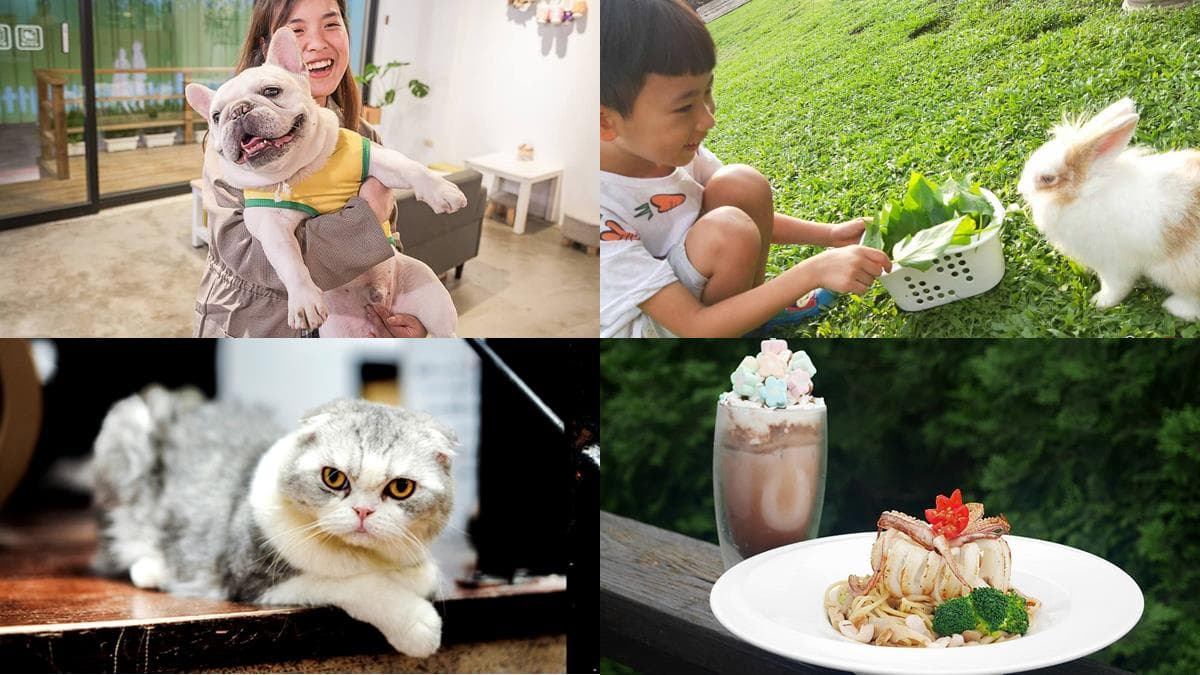 秒融化!北中南5家寵物友善餐廳,超萌毛孩陪你吃飯