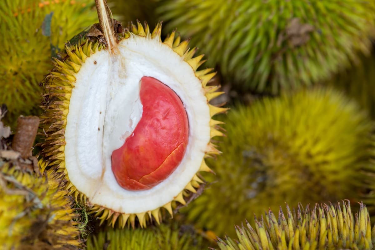 超美「紅色榴槤」這4個地方吃得到!帶有「焦糖味」榴槤吃過嗎?