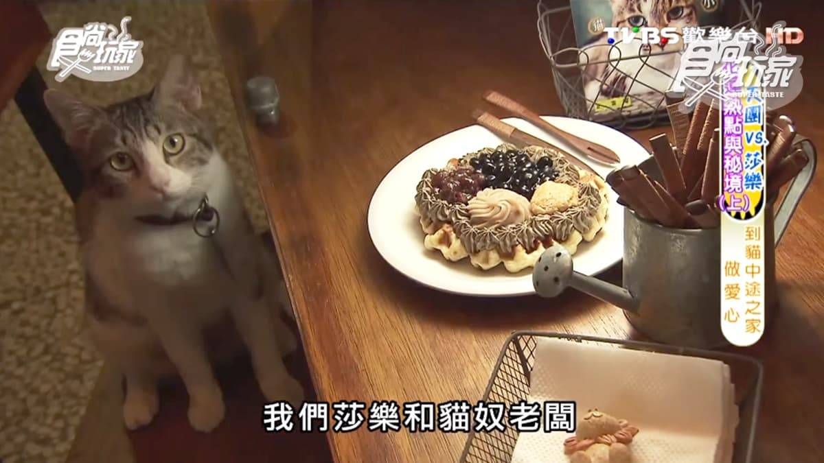 超療癒!喵星人陪你吃下午茶,必點「台洋混血鬆餅」「有良心燒仙草」