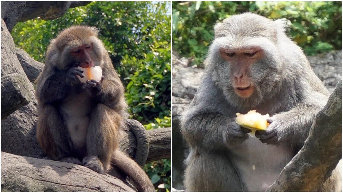 手手捧冰「專注吃」超萌!動物園推出夏日冰品,猴子都爆動了