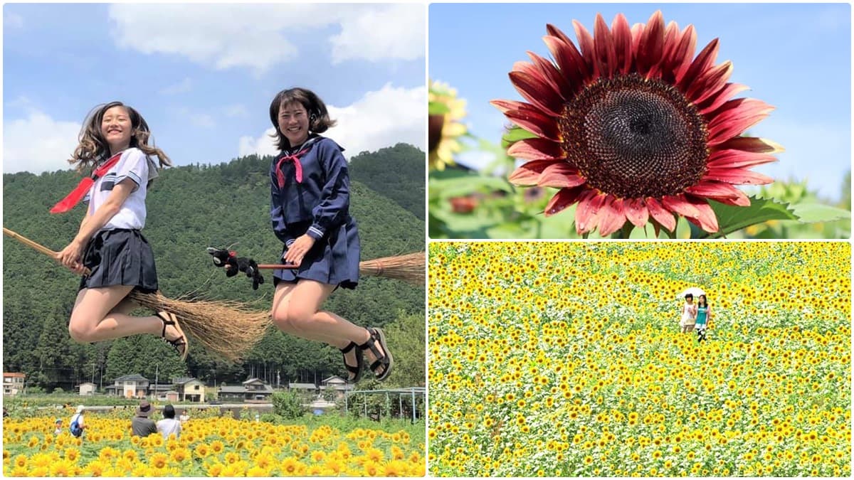 「萬朵太陽」盯著你!這5大向日葵海超有特色:拍童話美照、找紅白隱藏花