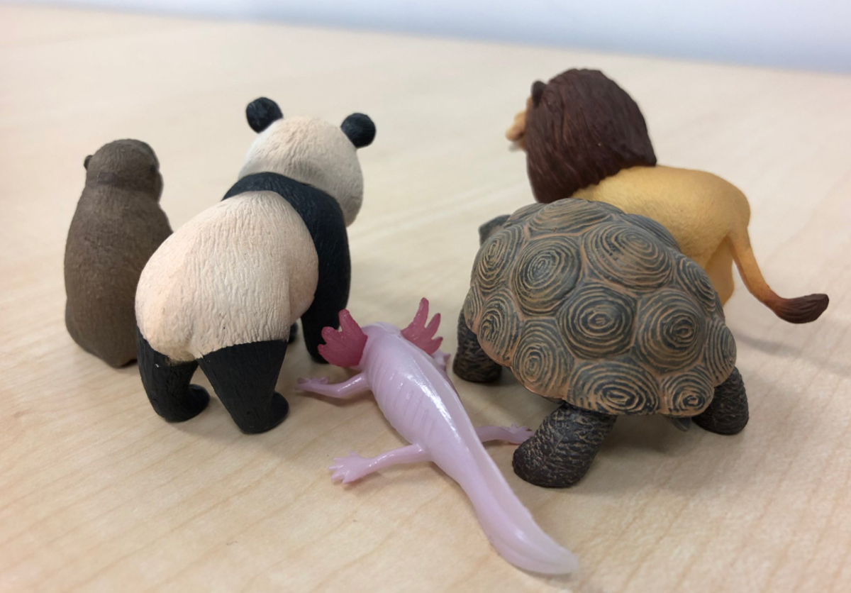 扭蛋控小心手!「戽斗星球」動物收起下巴「換門牙暴出來」,食性都變了! 扭蛋控小心手!「戽斗星球」動物收起下巴「換門牙暴出來」,食性都變了!