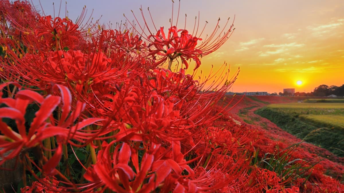 5大「血色祕境」神祕開啟!「千年花」曼珠沙華紅了,9月限定要拍要快