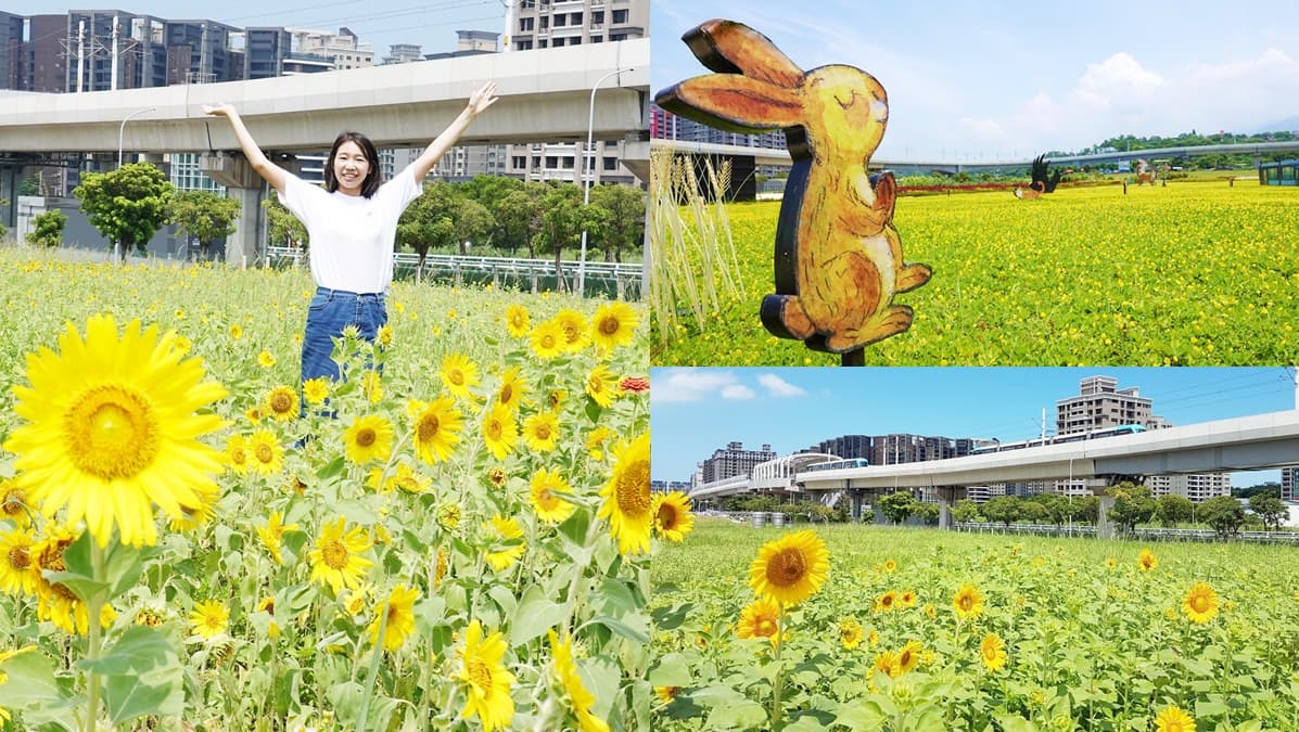 尋找隱藏幾米兔!「向日葵花海」絕美綻放中,搭淡海輕軌就到