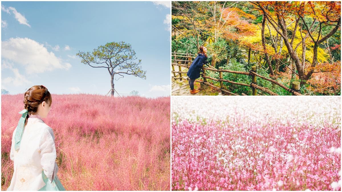 秋遊日韓「不修圖」美照場景公開!馬卡龍色芒草田、浪漫天使花、火焰紅楓林