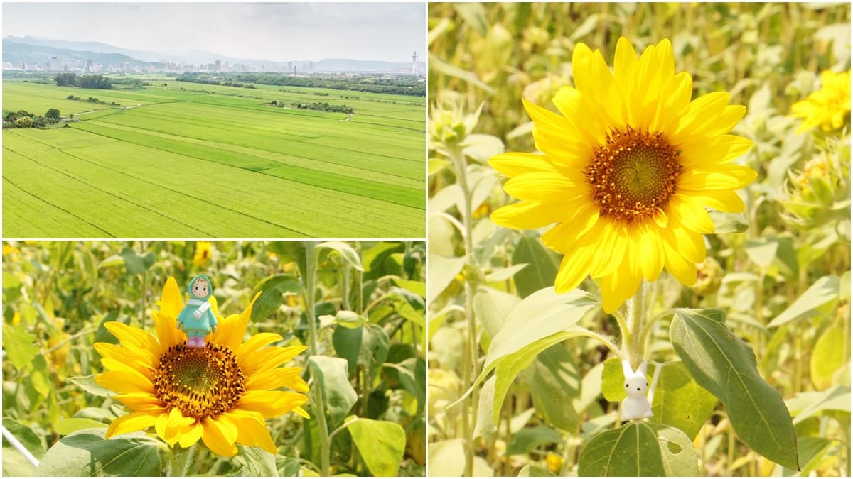 台北也有金色祕境!關渡平原「種出一片向日葵花海」11月爆開滿滿小太陽