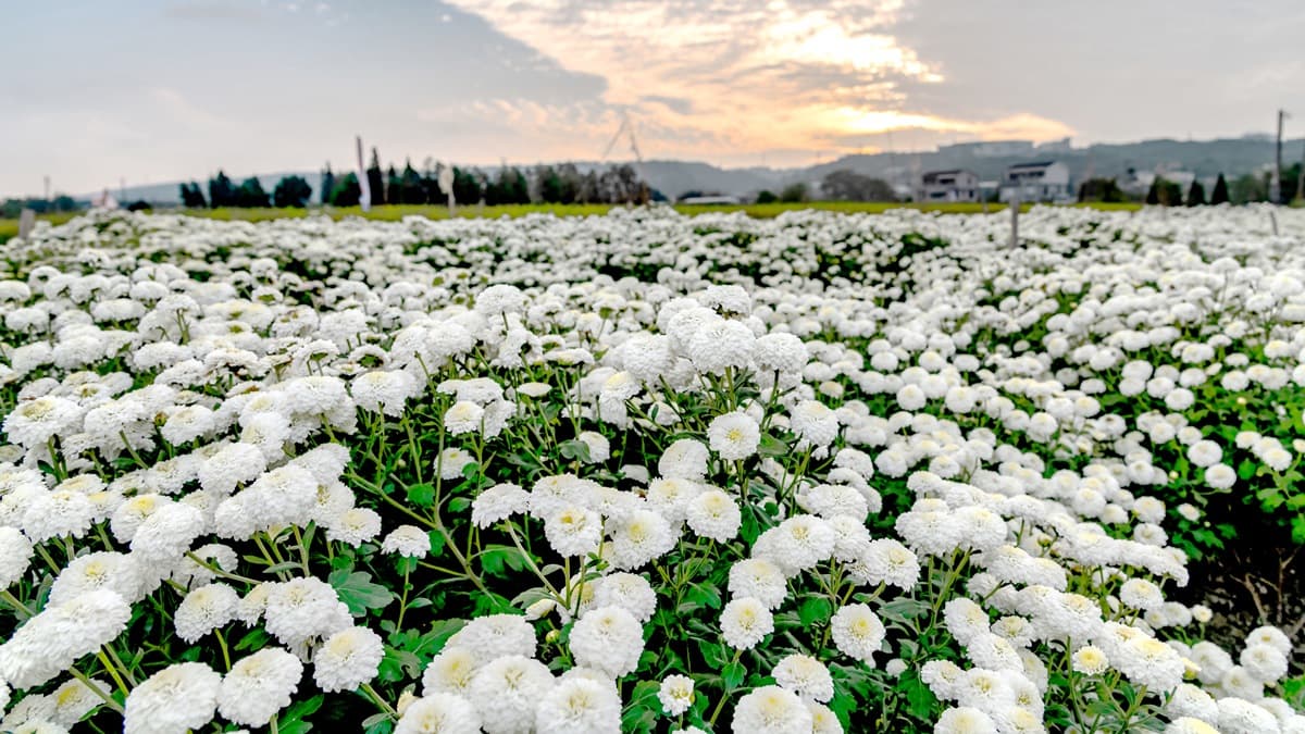 下雪了!2019苗栗「杭菊芋頭節」粉嫩白花球爆開一片雪色海,秒拍仙境級美照