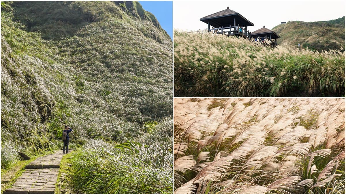 像披天使白紗!草嶺古道芒花季11/9登場,滿山秋芒「滾出一波波銀色浪」超美拍