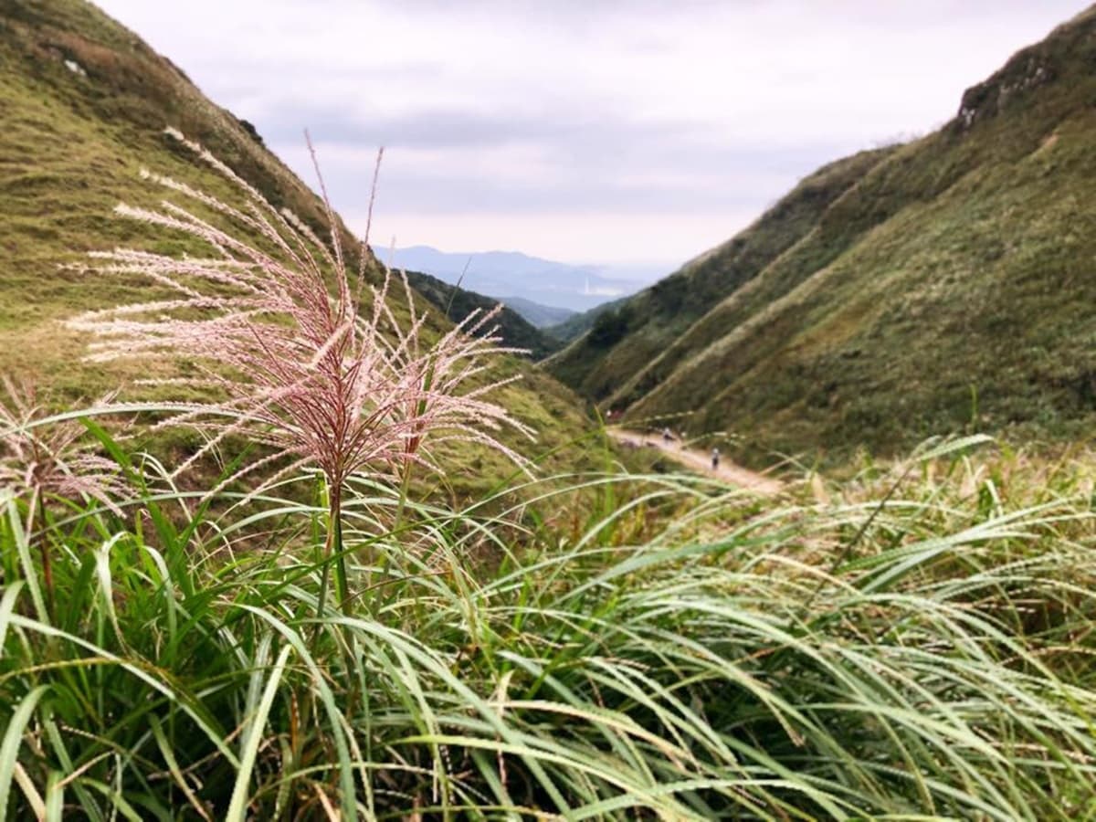 像披天使白紗!草嶺古道芒花季11/9登場,滿山秋芒「滾出一波波銀色浪」超美拍 像披天使白紗!草嶺古道芒花季11/9登場,滿山秋芒「滾出一波波銀色浪」超美拍