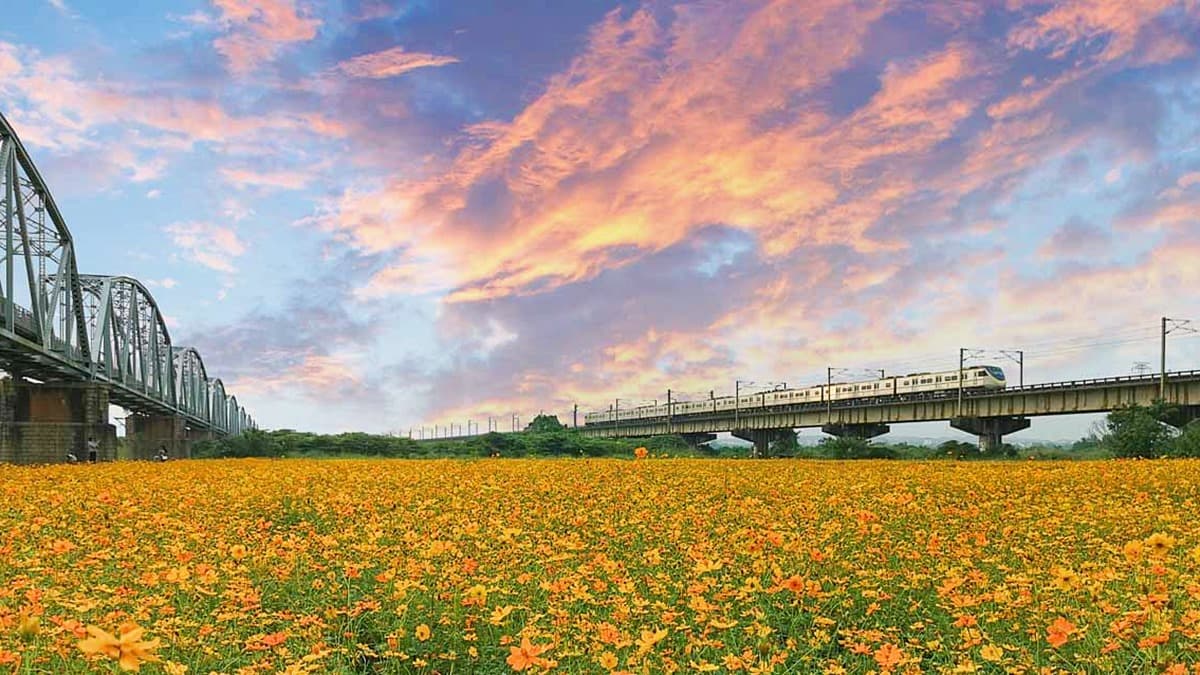 金黃火燒雲奇景現!千坪大波斯夢幻花海開了,必衝「空氣感鐵橋」拍日系美照
