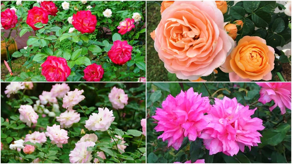 台北「香水級花海」開了!850種玫瑰免費拍到飽,浪漫花牆、拱門必拍