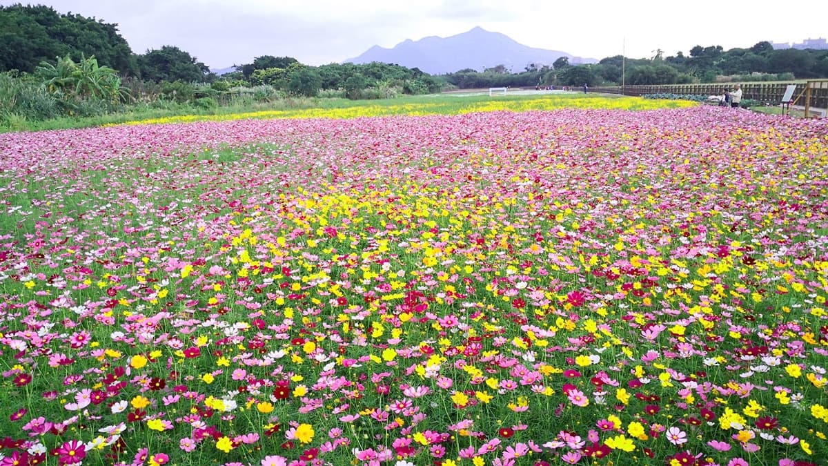像掉滿彩色爆米花!關渡祕境花海「糖果色大波斯菊」達盛花期,免費打卡快衝了