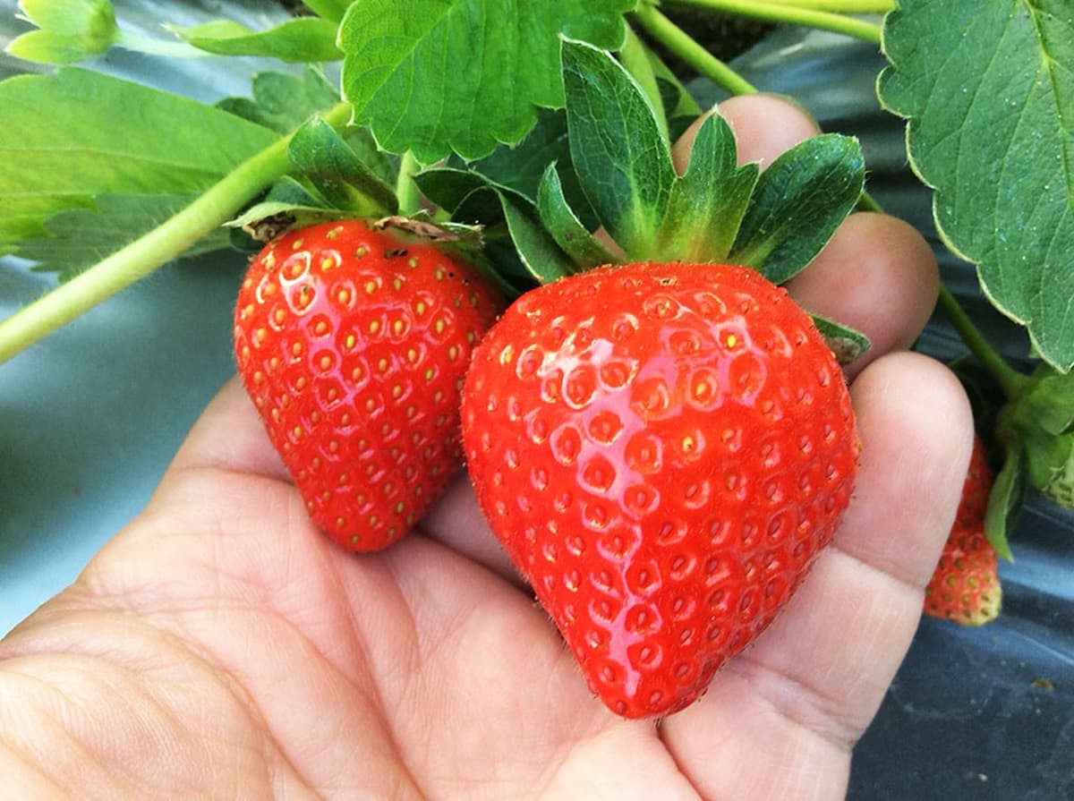 大湖草莓季提前開跑!超大顆「香水」「美姬」甜美熟透,即日起免費入園採 大湖草莓季提前開跑!超大顆「香水」「美姬」甜美熟透,即日起免費入園採