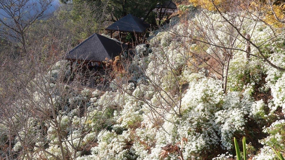 台中也飄雪了!「大片白雪木」覆蓋超浪漫,搭金黃色楓葉成IG夯點