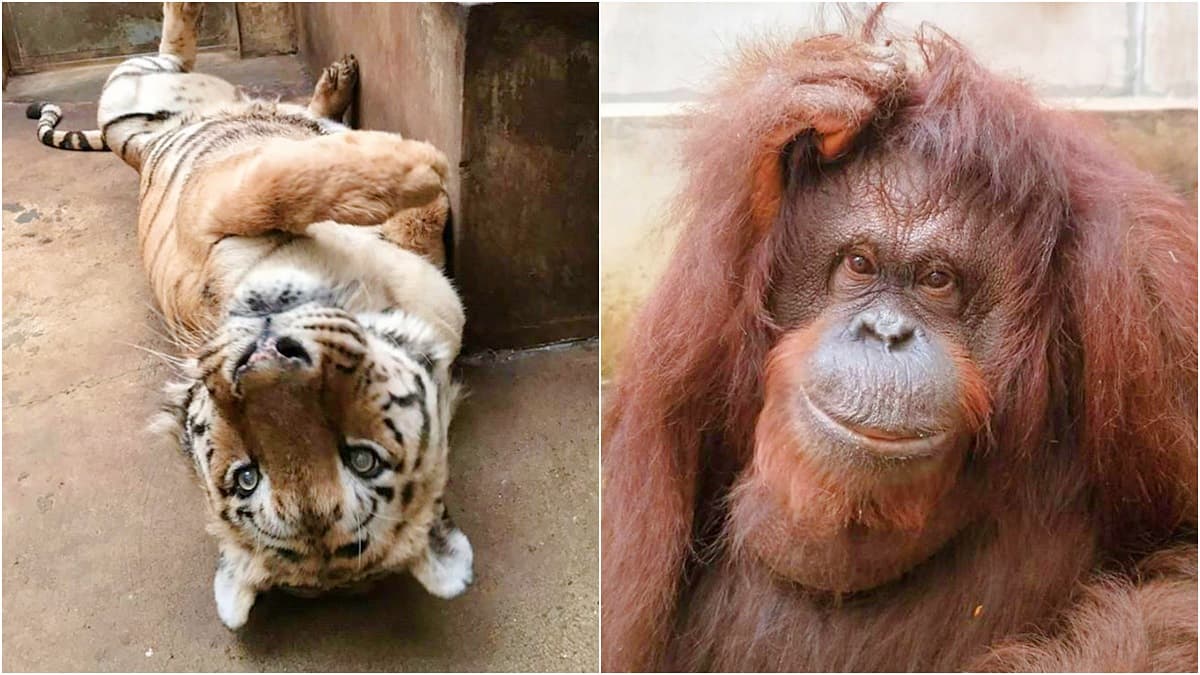 老虎猩猩撒嬌等你!新竹動物園週六開幕,外縣市12歲以下小朋友「2天免費」