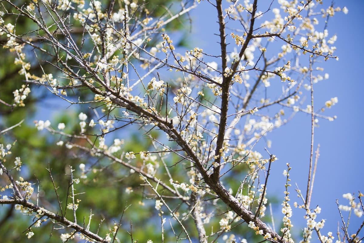 一路美到3月底!全台賞花20熱點:台版「富良野」、台灣鬱金香故鄉、金橘花海瀑布 一路美到3月底!全台賞花20熱點:台版「富良野」、台灣鬱金香故鄉、金橘花海瀑布