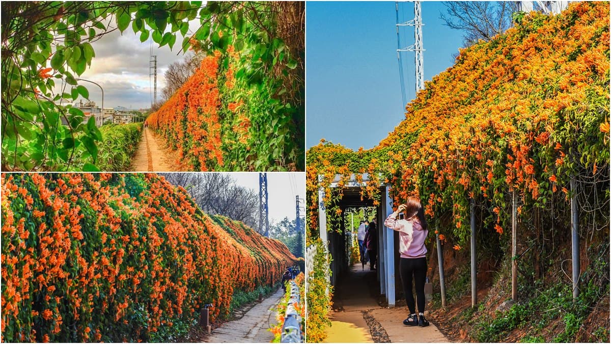 搶拍「富貴色」瀑布!銅鑼炮仗花準時炸開,100公尺「雙層花牆」超壯觀