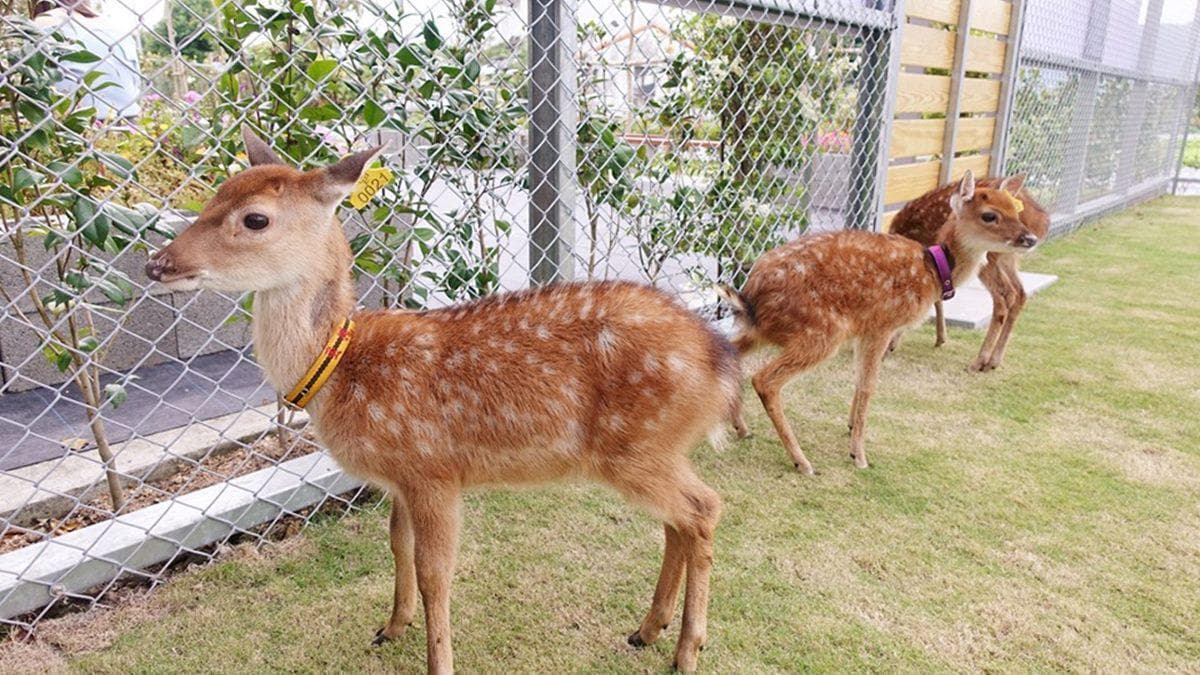 春節衝宜蘭!親子遊20打卡點:世界第二恐龍化石、台版奈良餵鹿、免費海生館 春節衝宜蘭!親子遊20打卡點:世界第二恐龍化石、台版奈良餵鹿、免費海生館