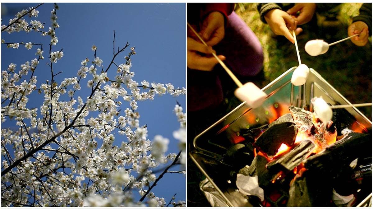 小白花像雪花飄落帳篷上,超限定南投賞梅夢幻營地,晚上生火烤棉花糖囉