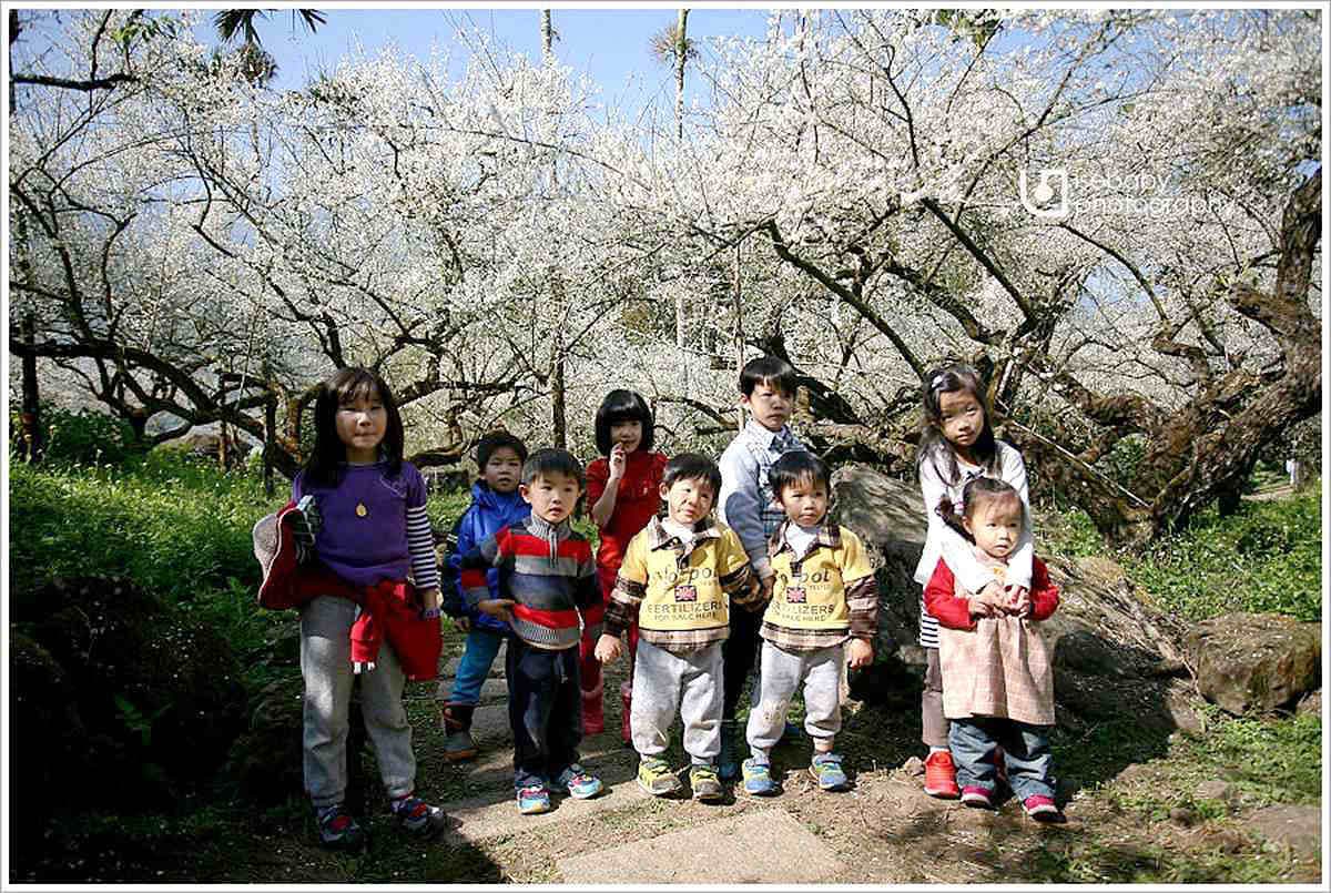 一路美到3月底!全台賞花20熱點:台版「富良野」、台灣鬱金香故鄉、金橘花海瀑布 一路美到3月底!全台賞花20熱點:台版「富良野」、台灣鬱金香故鄉、金橘花海瀑布