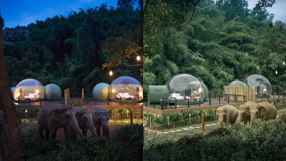 住在仙境!泰國金三角最新「雨林泡泡屋」,近距離看大象散步、夜賞星星
