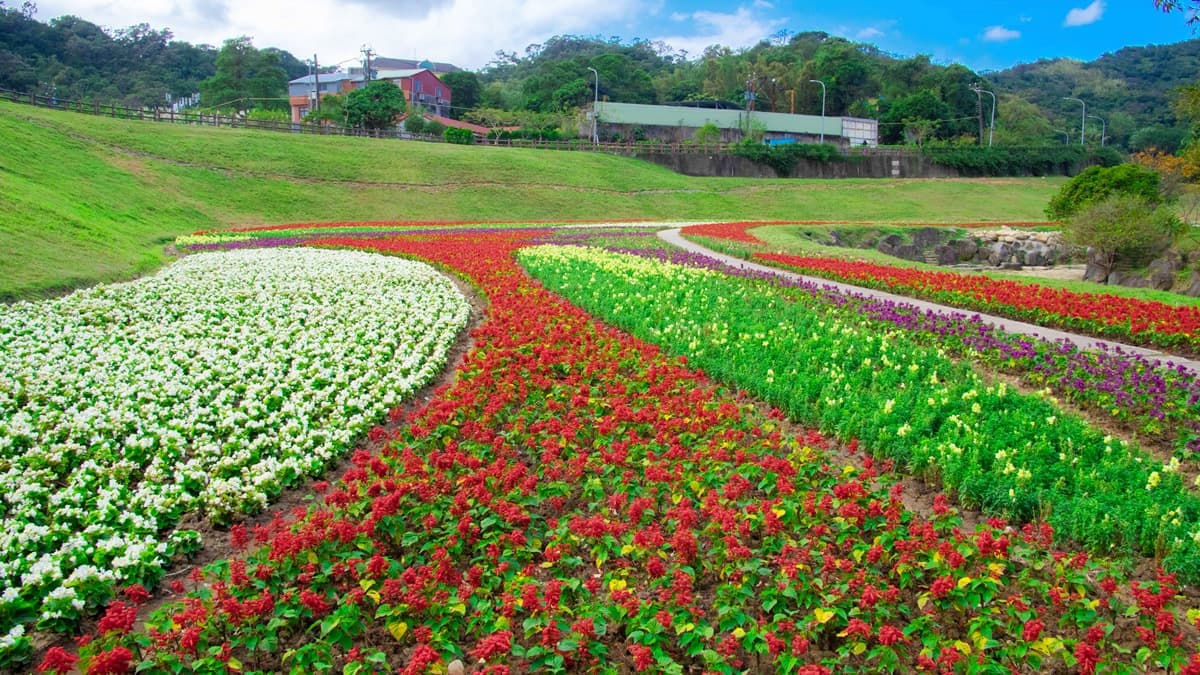 台北新祕境「搭捷運就到」!420坪「浪花系拼色花海」超好拍,還有石頭步道可以跳