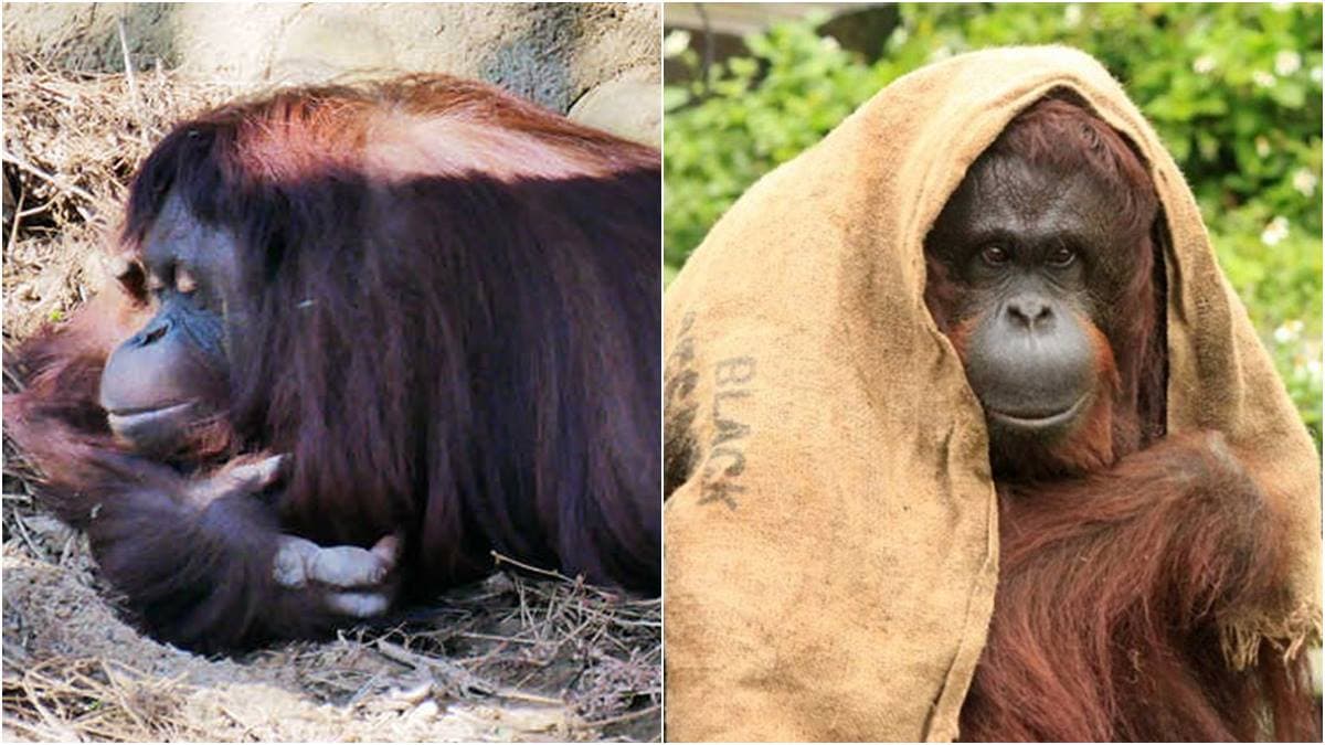 新竹動物園必看明星之一,紅毛猩猩阿嬤「貝比」當天使去了