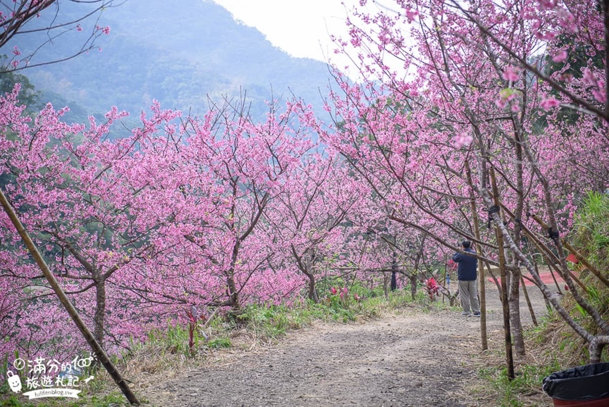 一路美到3月底!全台賞花20熱點:台版「富良野」、台灣鬱金香故鄉、金橘花海瀑布 一路美到3月底!全台賞花20熱點:台版「富良野」、台灣鬱金香故鄉、金橘花海瀑布