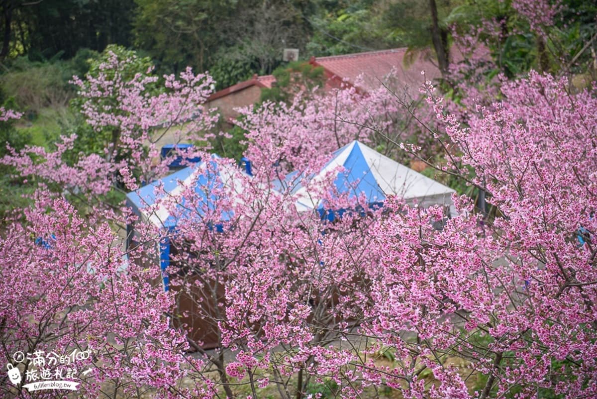 一路美到3月底!全台賞花20熱點:台版「富良野」、台灣鬱金香故鄉、金橘花海瀑布 一路美到3月底!全台賞花20熱點:台版「富良野」、台灣鬱金香故鄉、金橘花海瀑布