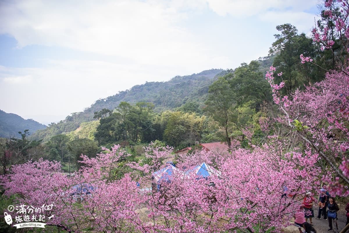 一路美到3月底!全台賞花20熱點:台版「富良野」、台灣鬱金香故鄉、金橘花海瀑布 一路美到3月底!全台賞花20熱點:台版「富良野」、台灣鬱金香故鄉、金橘花海瀑布