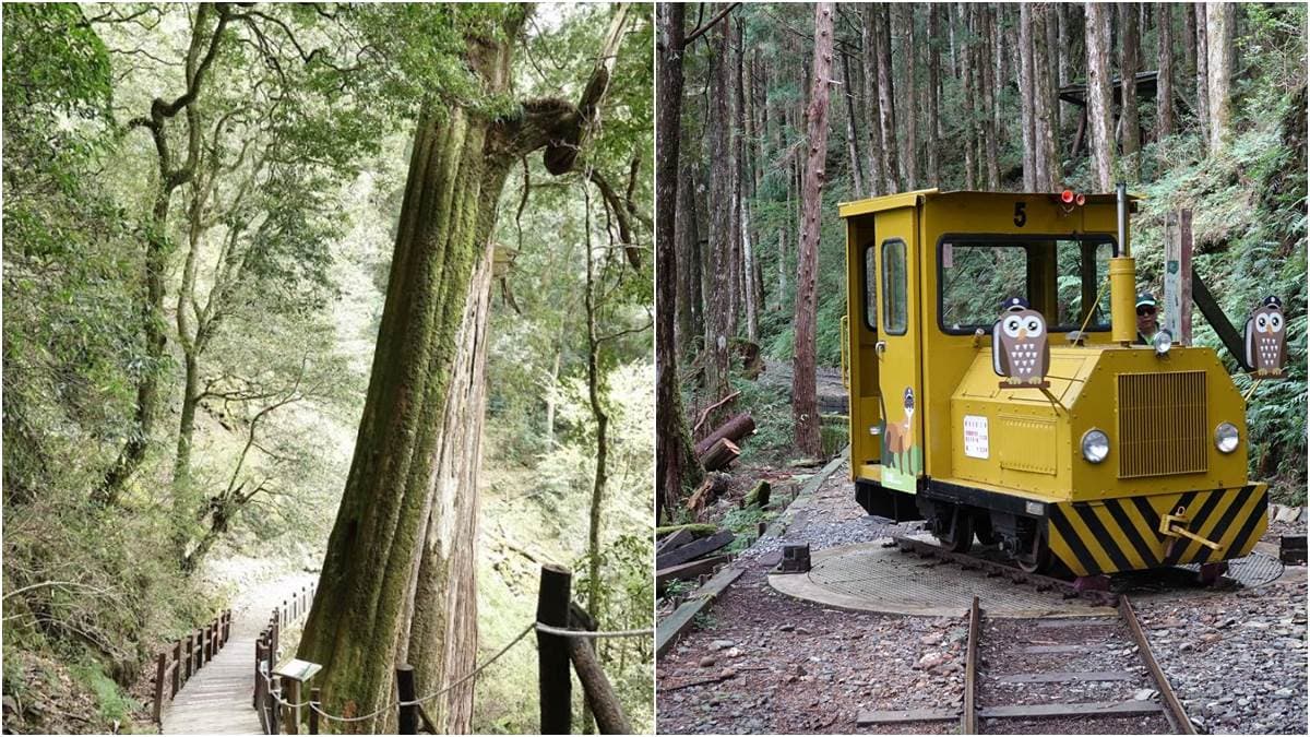 森林步道走春去!16個國家森林遊樂區不打烊,阿里山還有免費接駁車