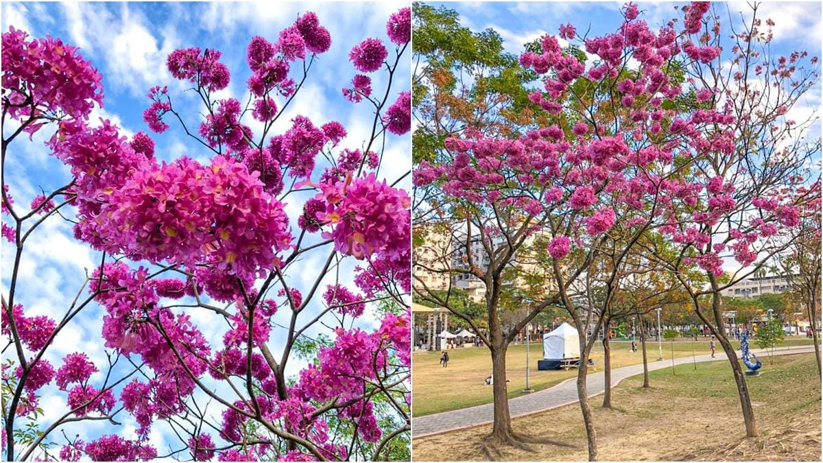 「粉紅棉花糖」開花了!紅花風鈴木嘉義綻放,花期只有半個月打卡要快